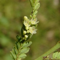 Phyllanthus racemosus L.f.